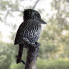 kookaburra outdoor garden sculpture
