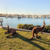 kangaroo sculpture